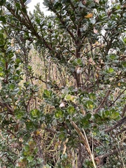 Baccharis tricuneata