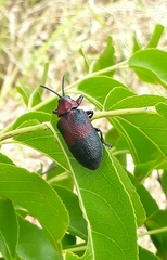 Coraliomela aeneoplagiata