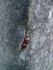 Adalia bipunctata