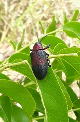 Coraliomela aeneoplagiata