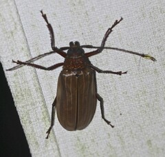 Agrianome spinicollis