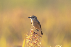 Saxicola stejnegeri