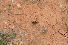Bombylius fimbriatus