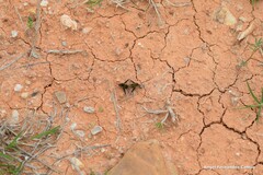 Bombylius fimbriatus