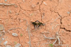 Bombylius fimbriatus