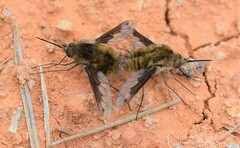 Bombylius fimbriatus