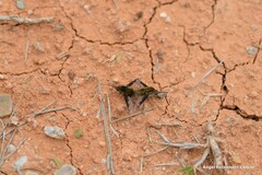 Bombylius fimbriatus