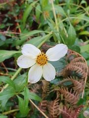 Bidens aurea