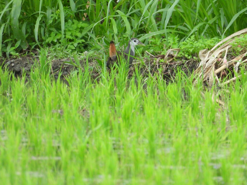 Whitebreasted Waterhen from 983台灣花蓮縣富里鄉 on October 17, 2022 at 0828
