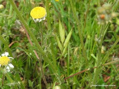 Bromus hordeaceus