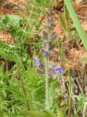 Salvia verbenaca