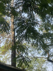 Senna siamea