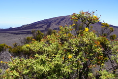 Hypericum lanceolatum angustifolium