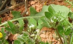 Trifolium scabrum