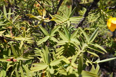 Hypericum lanceolatum angustifolium
