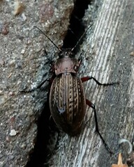 Carabus cancellatus