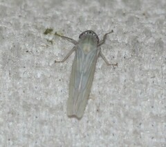 Cofana spectra
