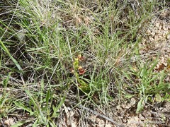 Ophrys speculum