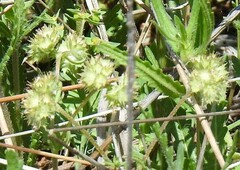 Valerianella discoidea