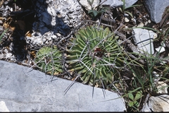 Echinofossulocactus