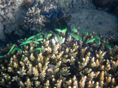 Chromis atripectoralis