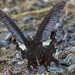 Papilio biseriatus - Photo (c) Jafet Potenzo Lopes, vissa rättigheter förbehållna (CC BY-NC), uppladdad av Jafet Potenzo Lopes