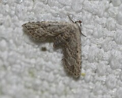 Araeopteron canescens