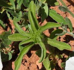 Asteriscus aquaticus