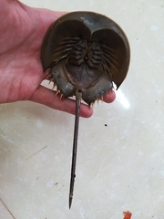 Carcinoscorpius rotundicauda