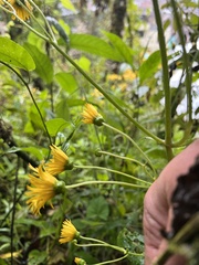 Munnozia