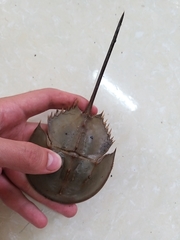 Carcinoscorpius rotundicauda