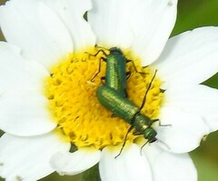 Psilothrix viridicoerulea