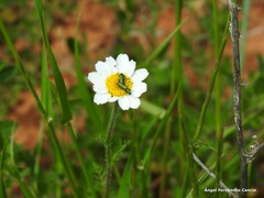 Psilothrix viridicoerulea