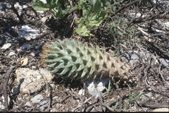 Coryphantha octacantha