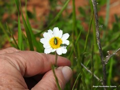 Psilothrix viridicoerulea