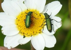 Psilothrix viridicoerulea