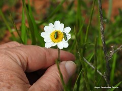 Psilothrix viridicoerulea