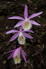 Pleione formosana