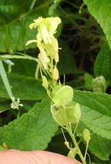 Biscutella auriculata