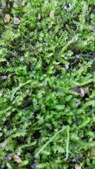 Triquetrella papillata