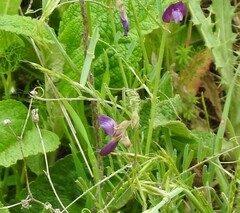 Vicia peregrina