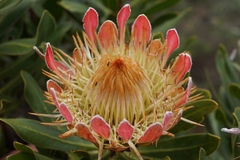Protea roupelliae roupelliae