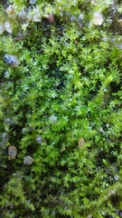 Triquetrella papillata