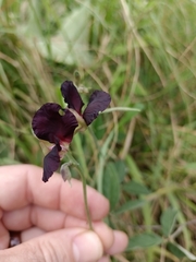 Macroptilium atropurpureum