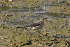 Motacilla citreola