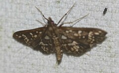 Ischnurges illustralis