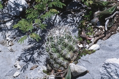 Neolloydia conoidea