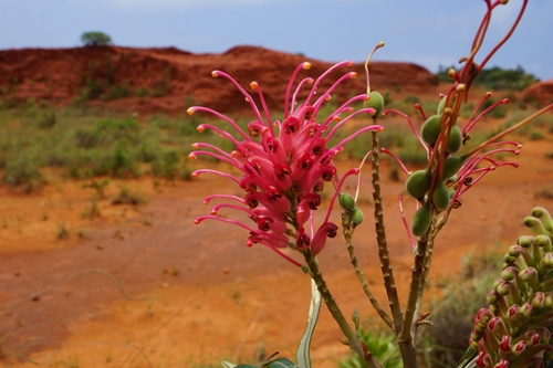 Grevillea banksii