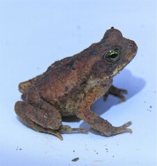Rhinella crucifer