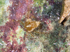 Menaethius monoceros